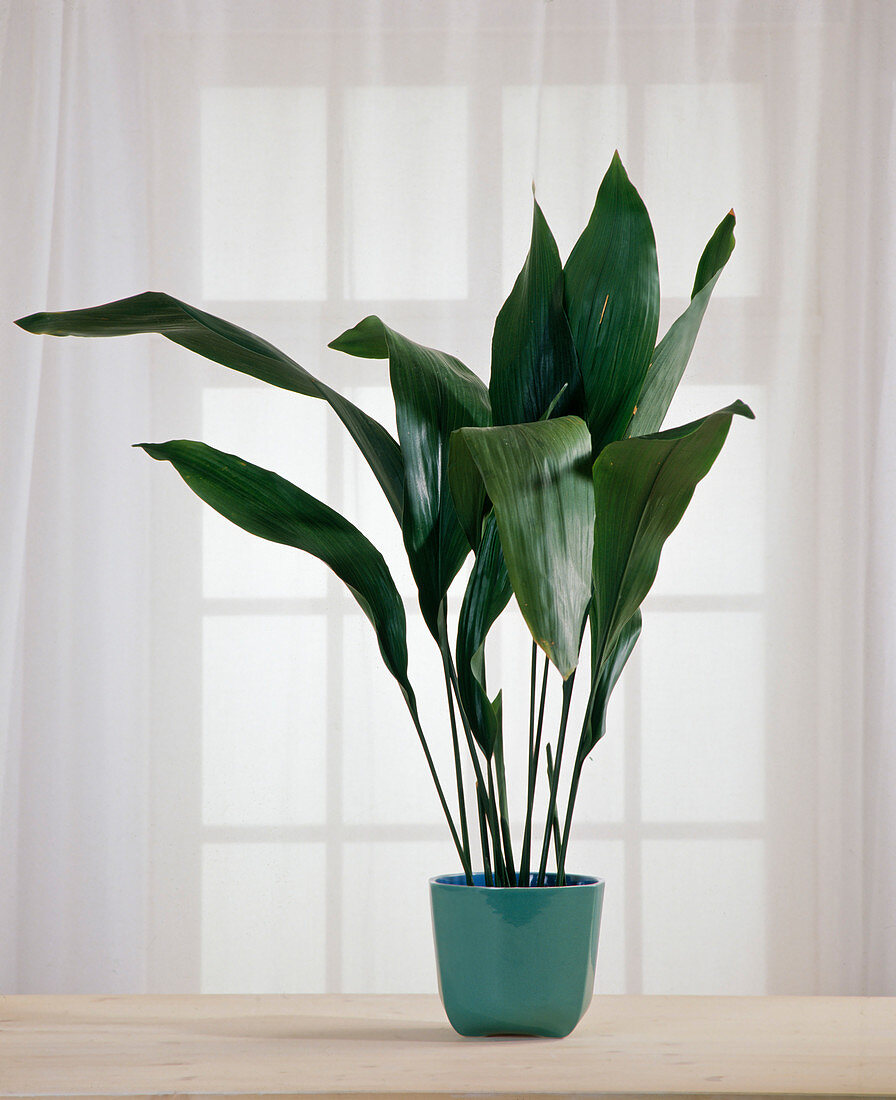 Aspidistra elatior (Cobbler's palm)