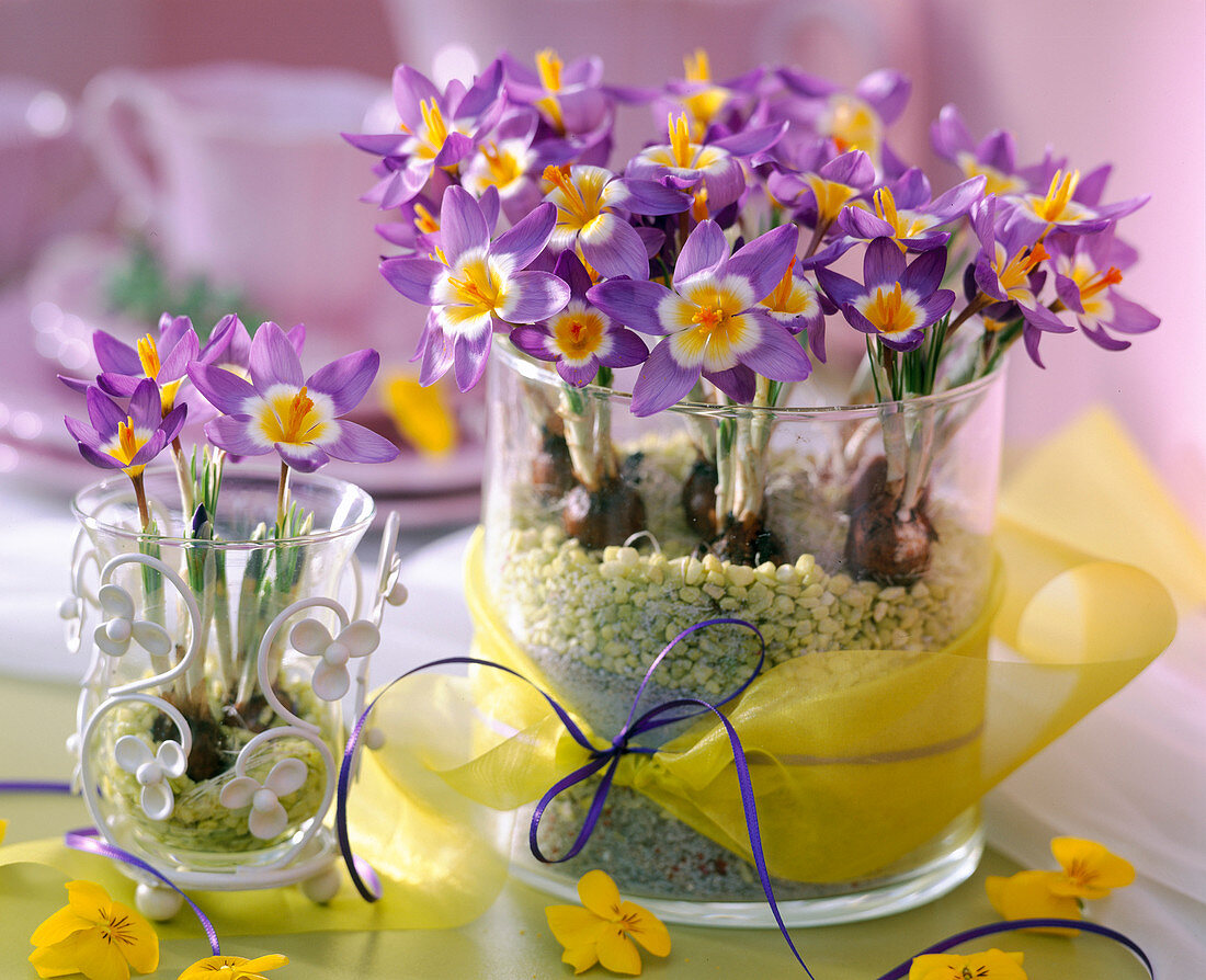 Crocus sieberi 'Tricolor' / Krokusse in Gläsern mit Zierkies