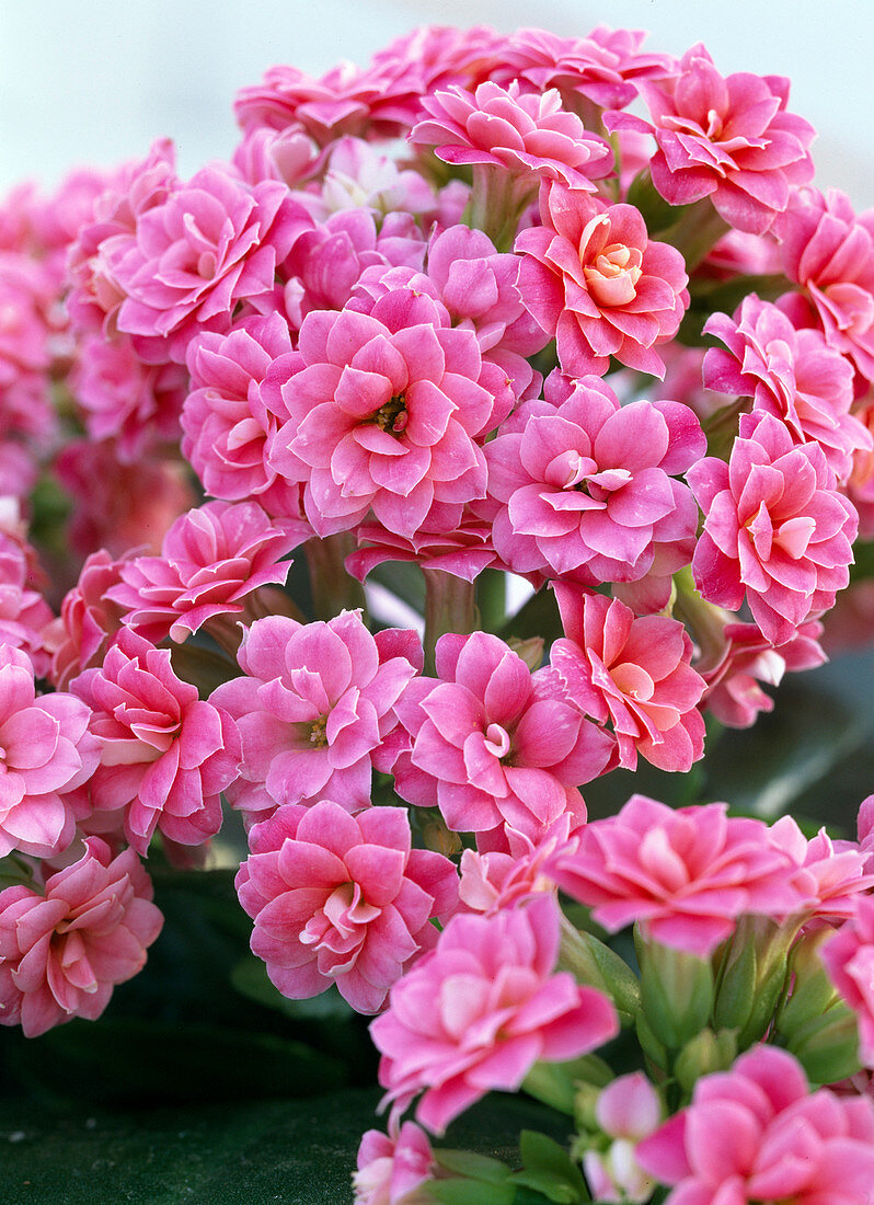 Kalanchoe blossfeldiana 'Cerise pink'