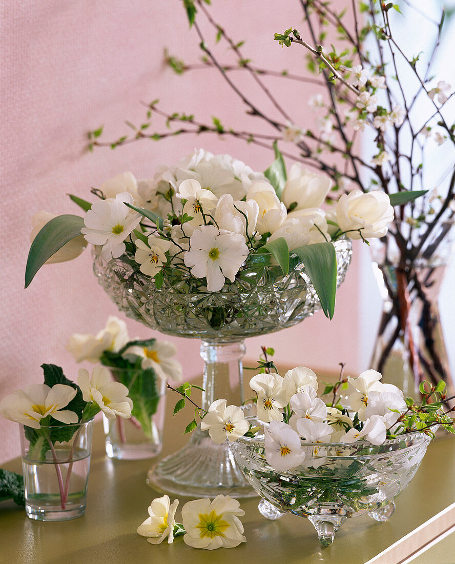 Tulipa (white tulips), Viola (white horned violets)