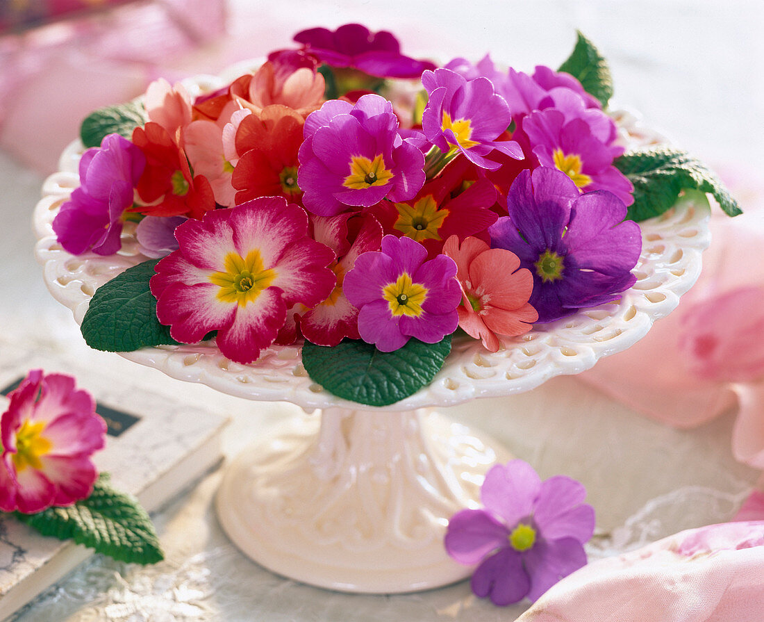 Primula acaulis and obconica (primrose flowers)