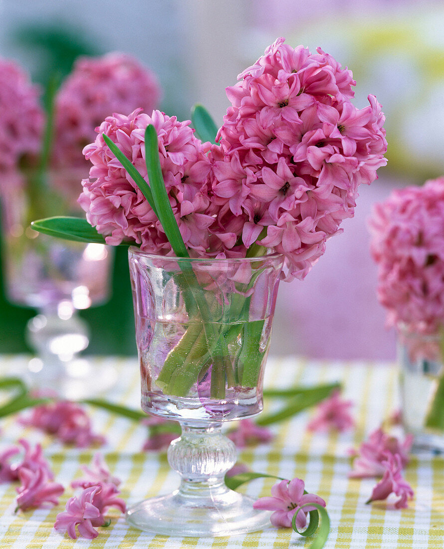 Hyacinthus (rosa Hyazinthen)