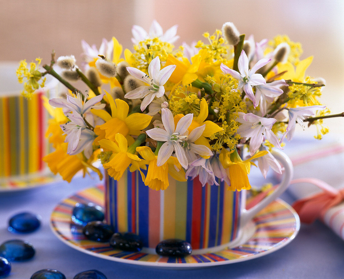 Narcissus 'Tete a Tete' (daffodil)