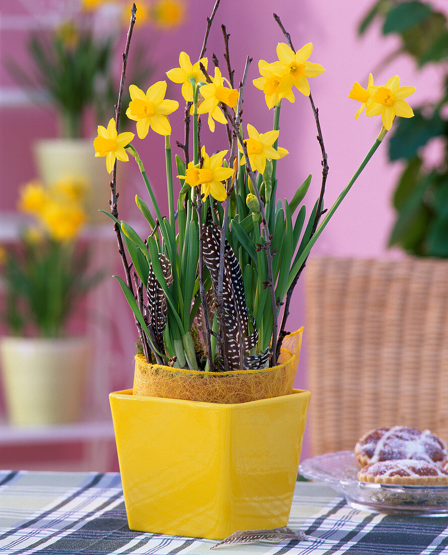 Narcissus 'Tete a Tete' (Daffodils)