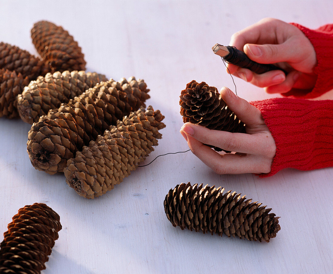 Advent wreath with cones (1/2) Picea (spruce cones) tied together with wire