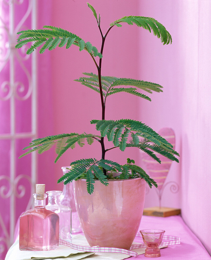 Mimosa pudica (Stir-me-not)