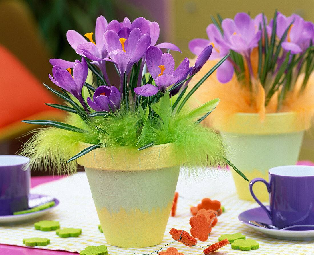 Crocus 'Ruby Giant' (Crocus)