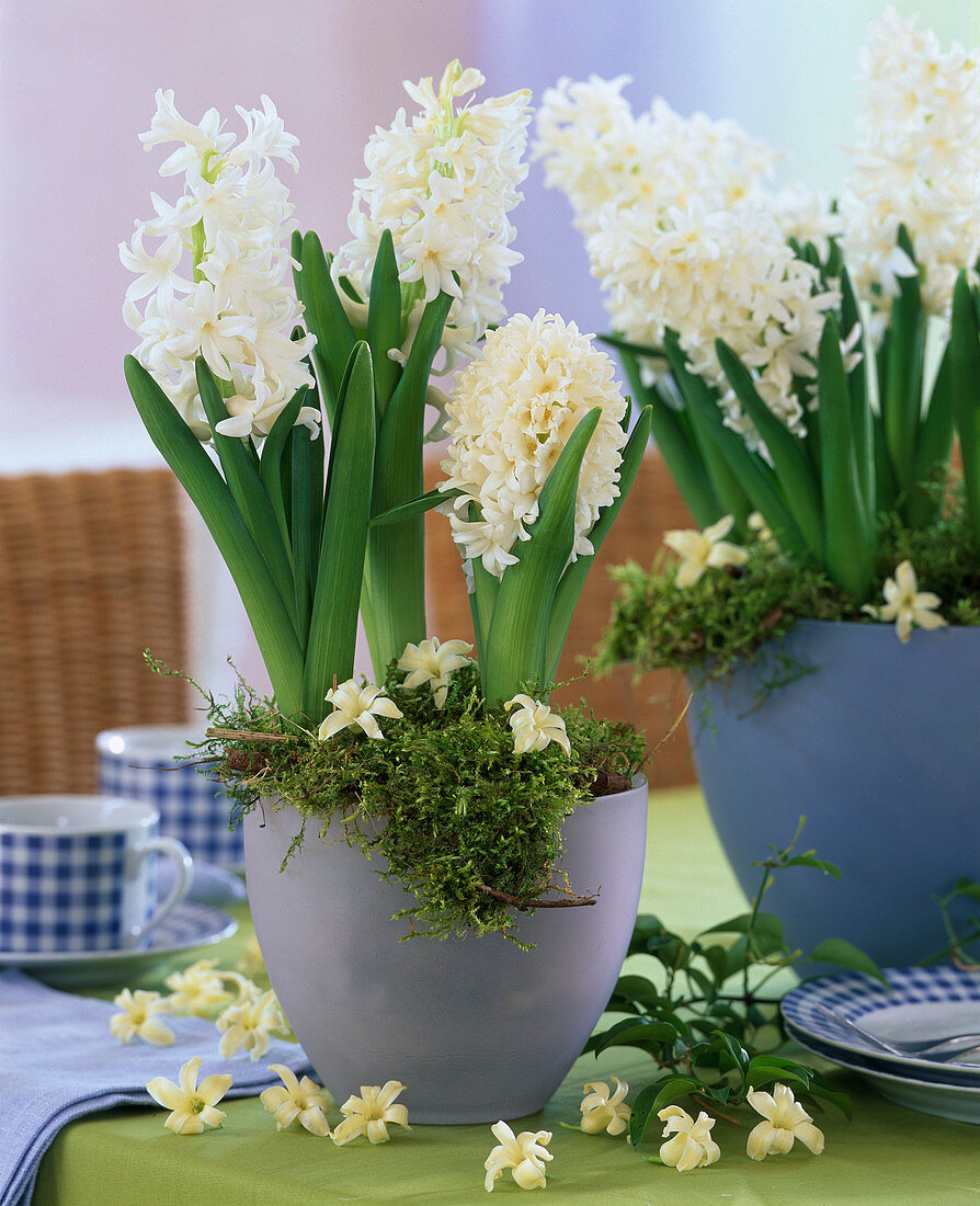 Hyacinthus 'White Pearl' (Hyacinth) single flowers