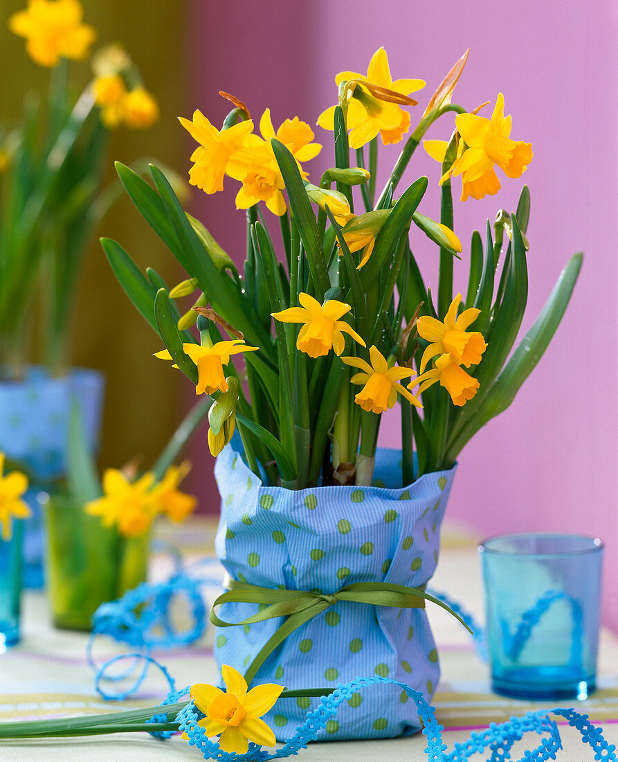 Narcissus 'Tete à Tete' (daffodil)