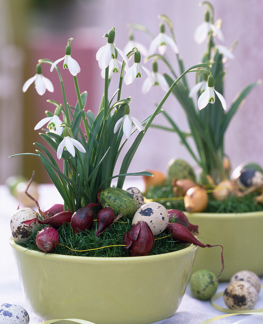 Galanthus (Snowdrop) in a nest