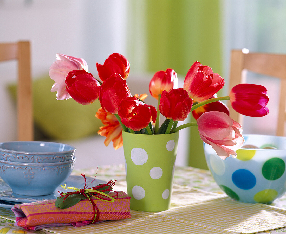 Tulipa (rote und rosa Tulpen)