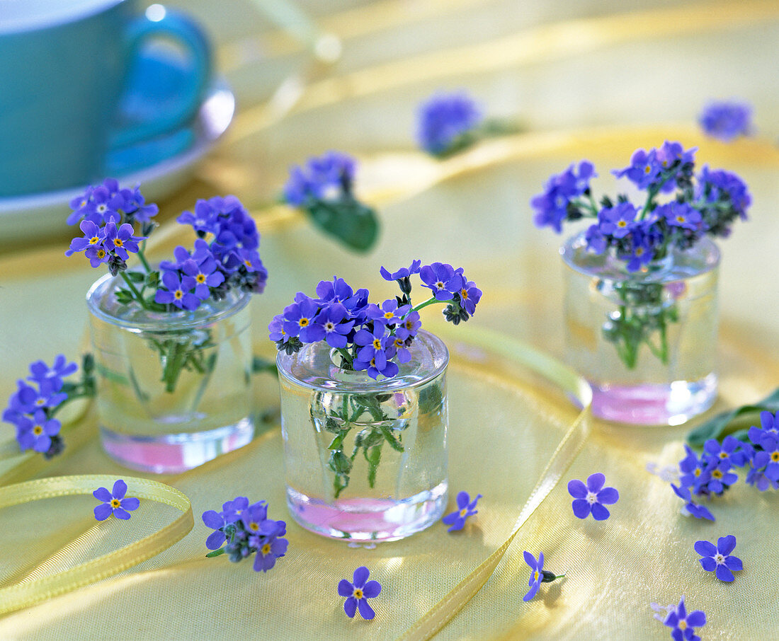 Myosotis (forget-me-not)