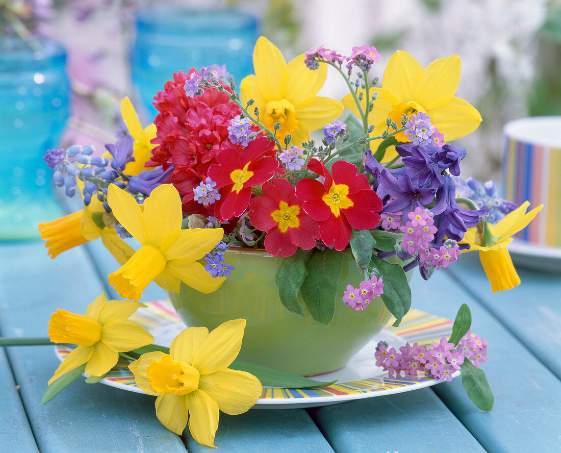 Narcissus, primula (primrose)