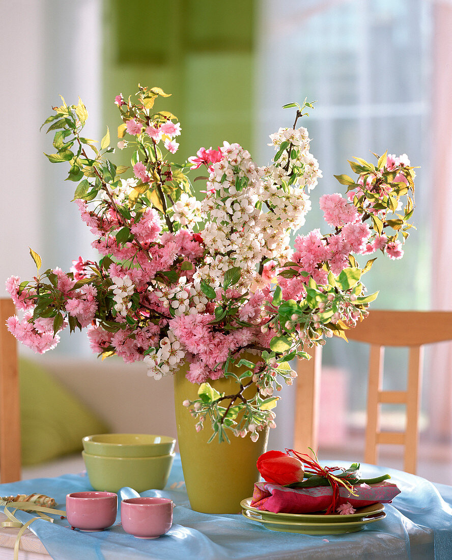 Prunus 'Kiku-Shidare-Zakura' (Zierkirsche)