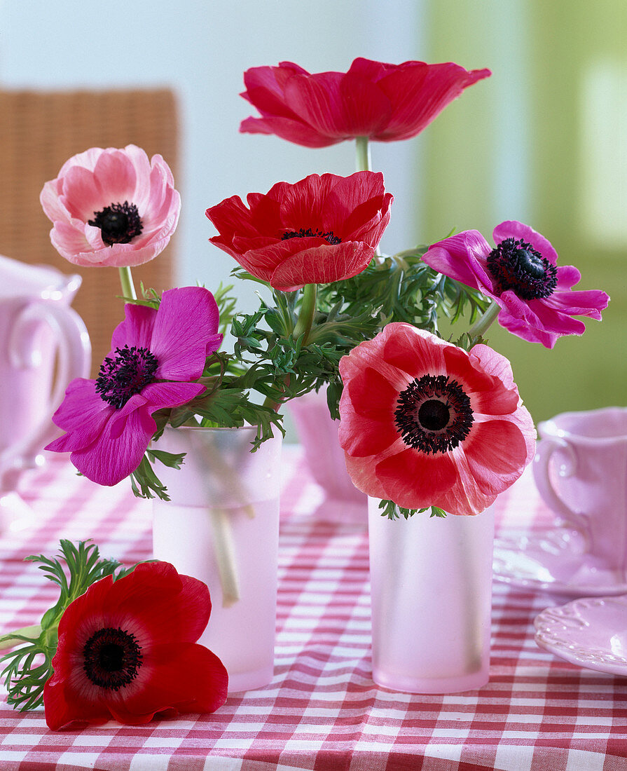 Anemone coronaria (crown anemones)