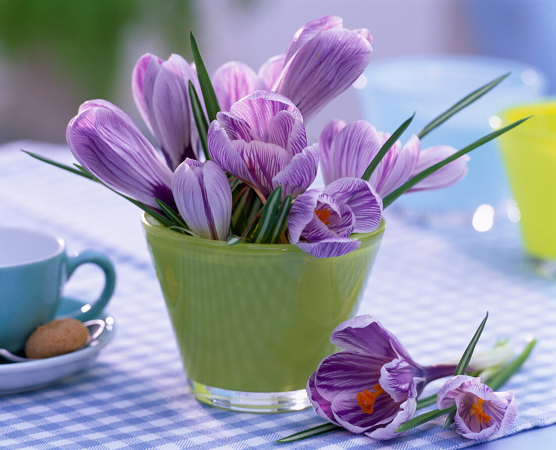 Crocus 'Pickwick' in green glass