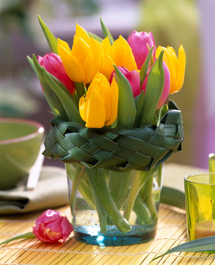 Tulipa (gelbe und pinke Tulpen) mit Manschette