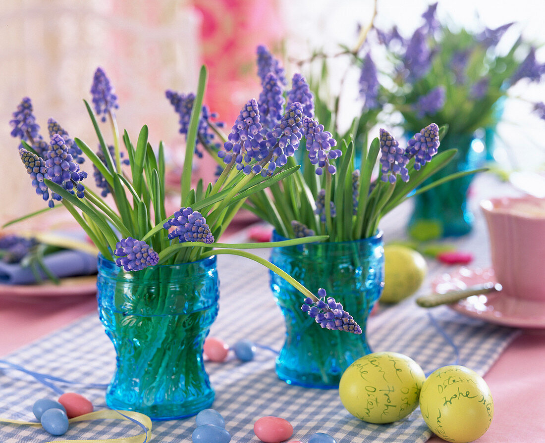 Muscari (Traubenhyazinthen) in blauen Gläsern, Ostereier