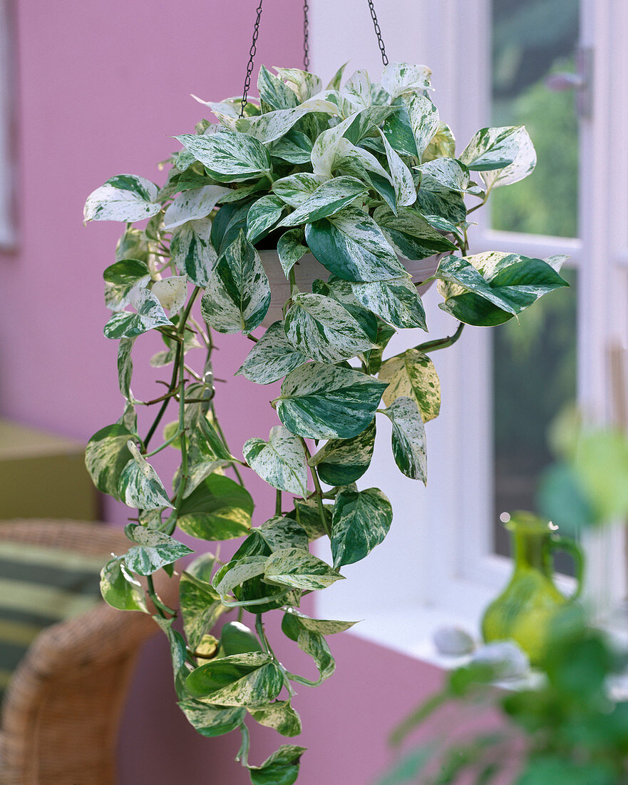 Epipremnum 'Marble Queen' (grünweiße Efeutute)