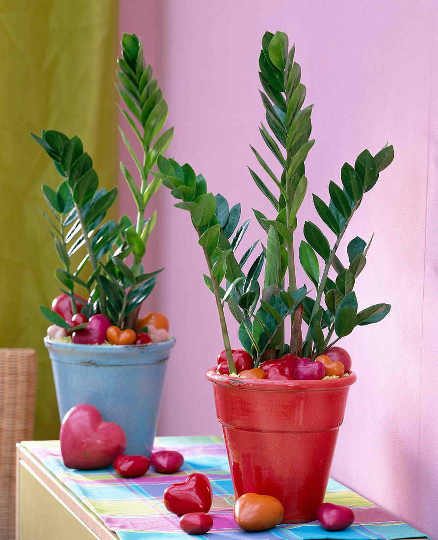 Zamioculcas zamiifolia