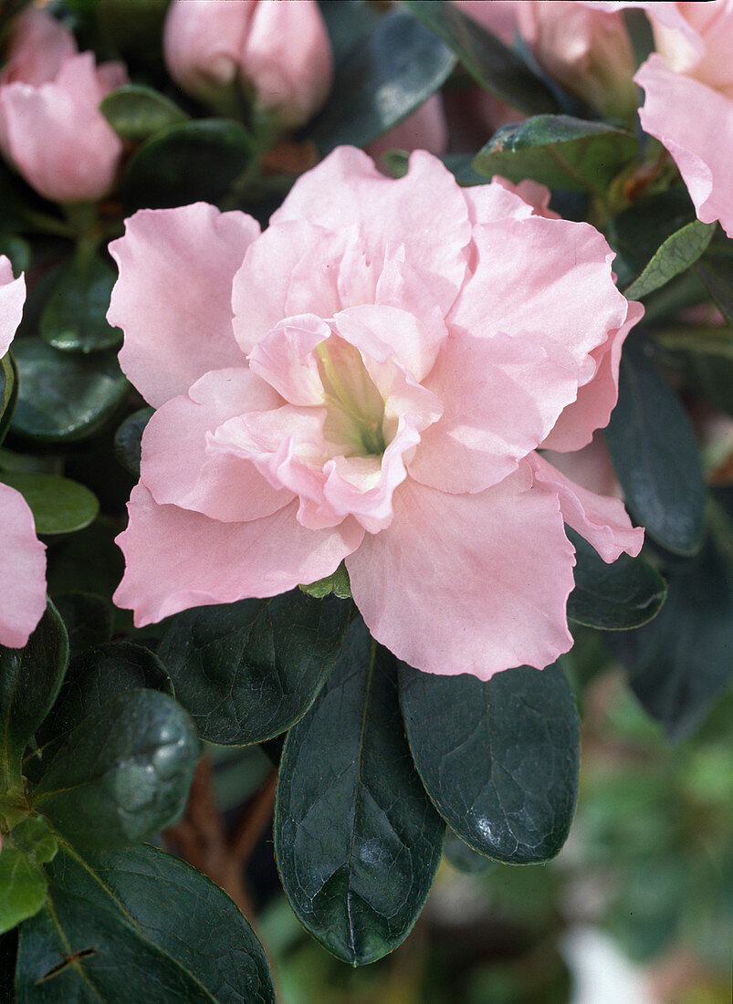 Azalea hybrid