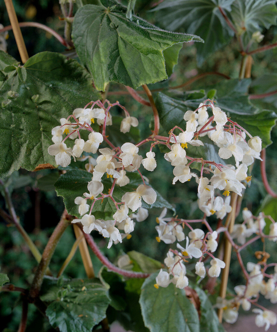 Blattbegonien vermehren: Begonia hispida