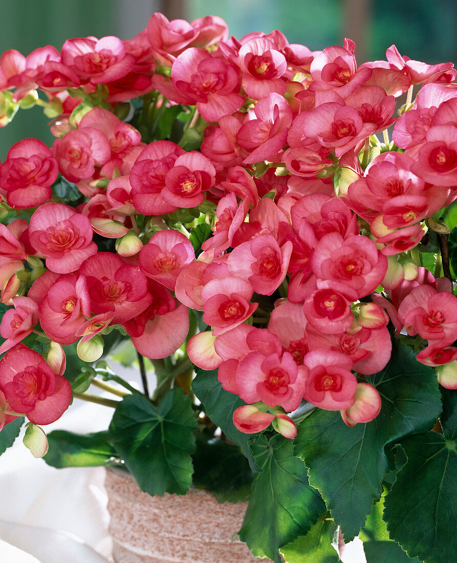 Begonia Elatior hybrid