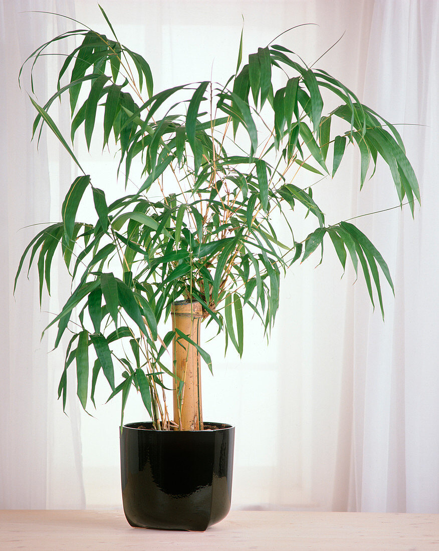 Bambusa vulgaris 'Striata'