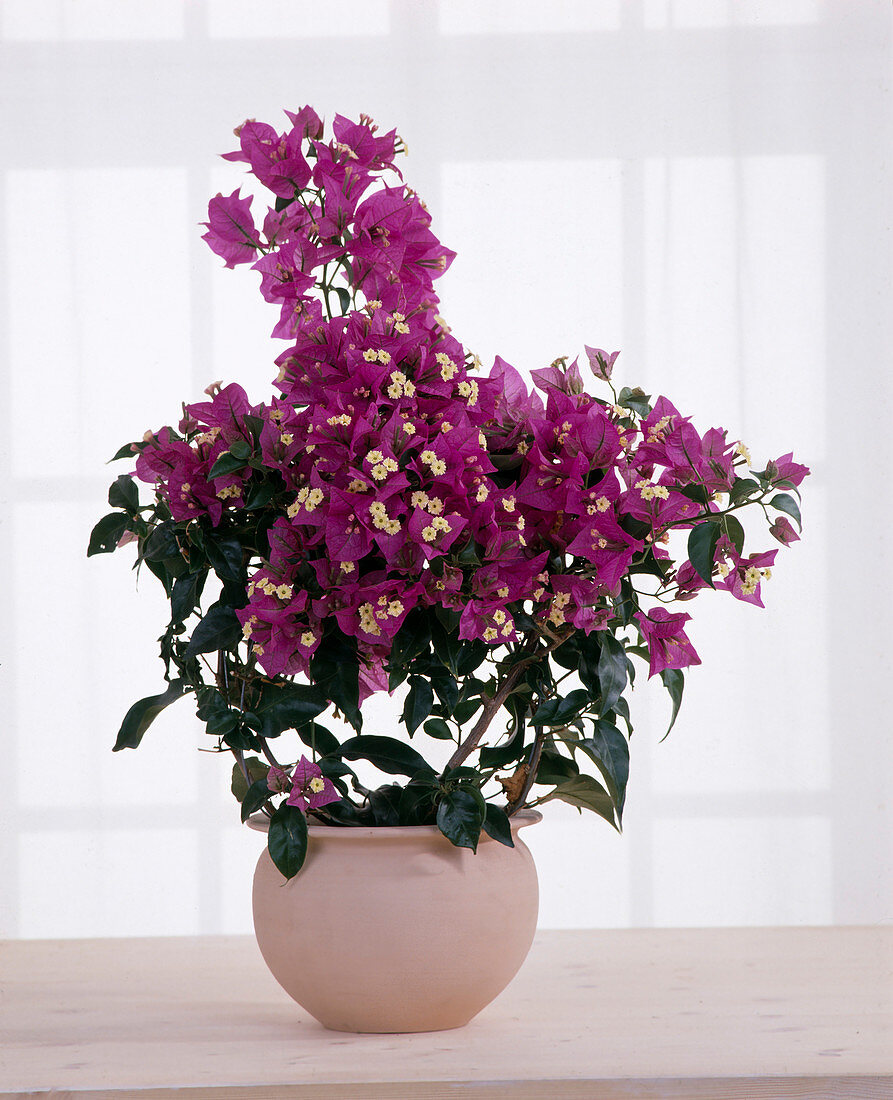 Bougainvillea glabra