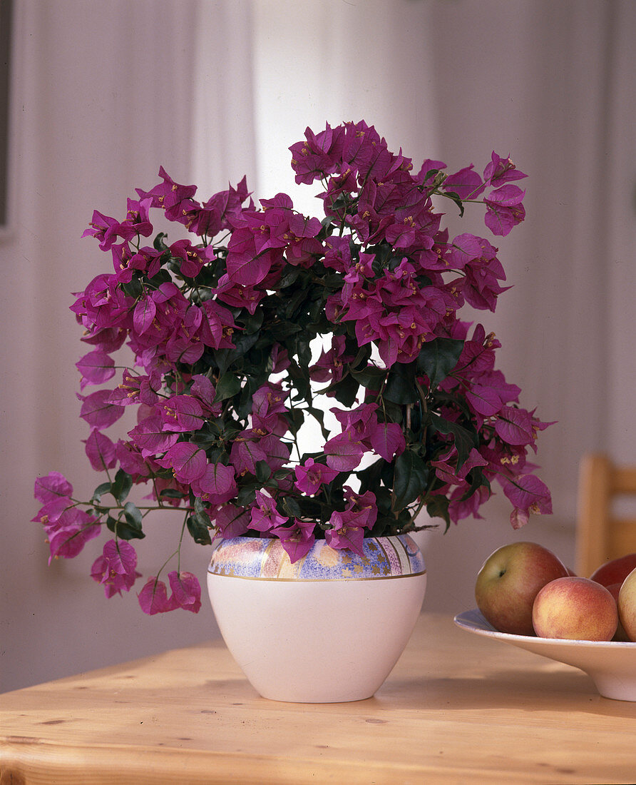 Bougainvillea glabra