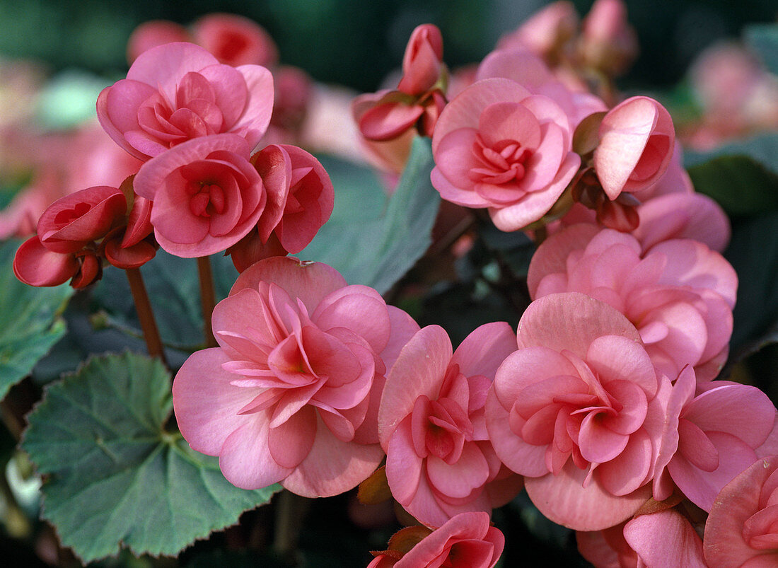 Begonia Elatior hybrid