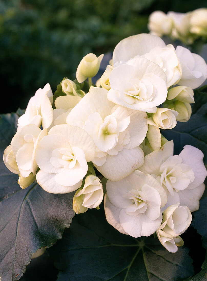 Begonia-Elatior hybrid