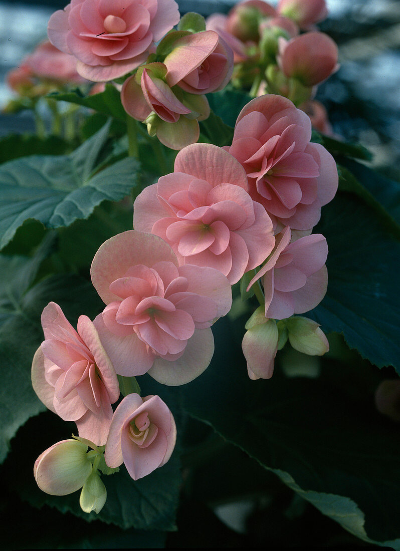 Begonia-Elatior hybrid