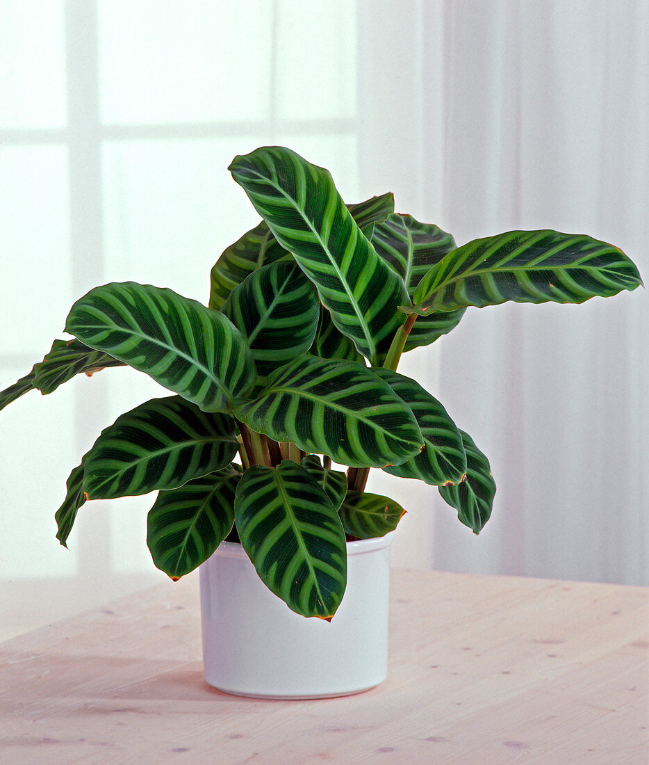 Calathea Zebrina (Basket Marant)