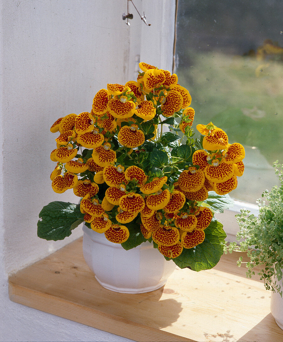 Calceolaria Hybride