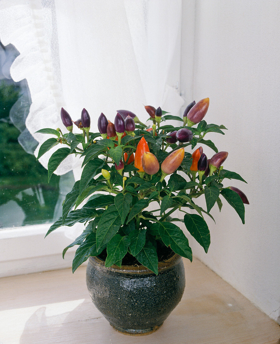 Capsicum anuum ornamental pepper