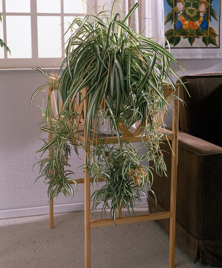 Chlorophytum comosum