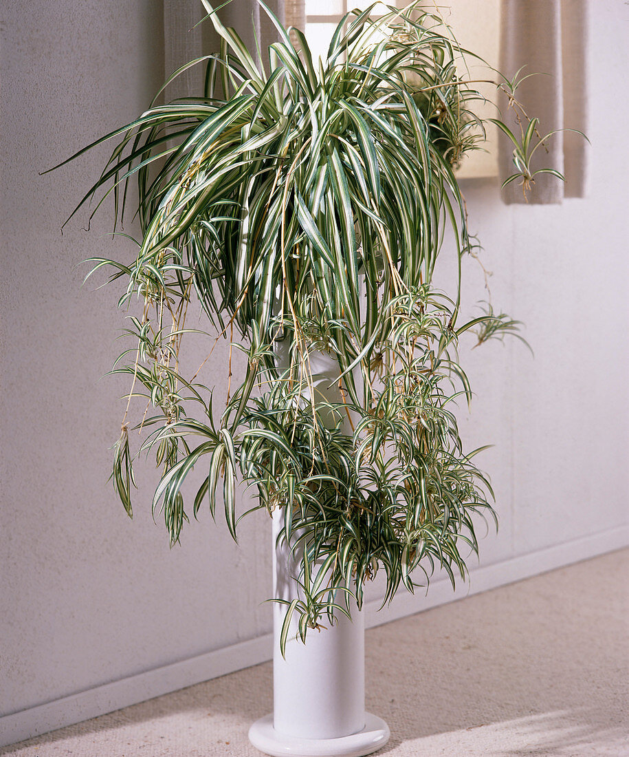 Chlorophytum comosum