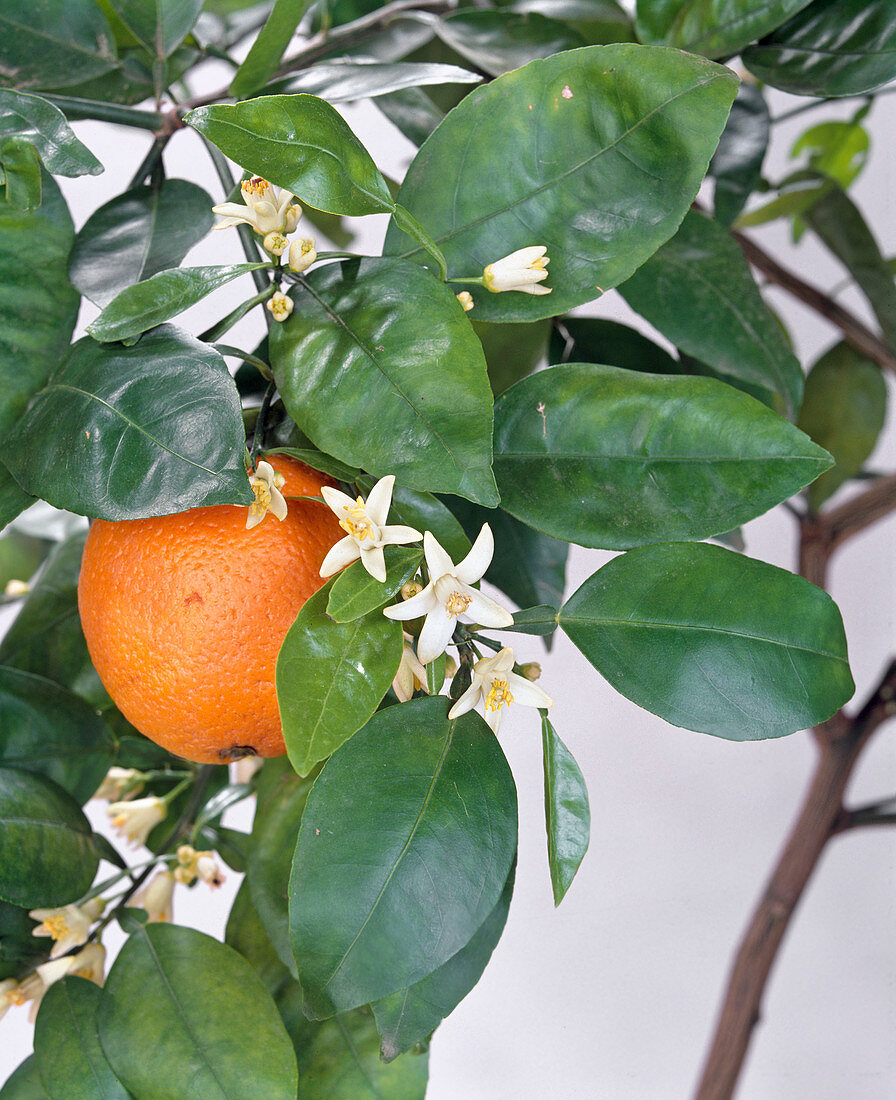 Citrus sinensis