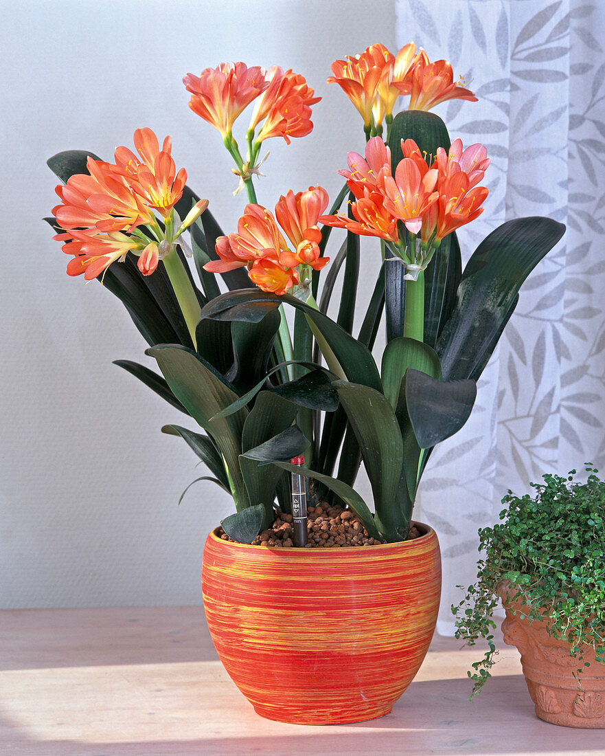 Clivia miniata