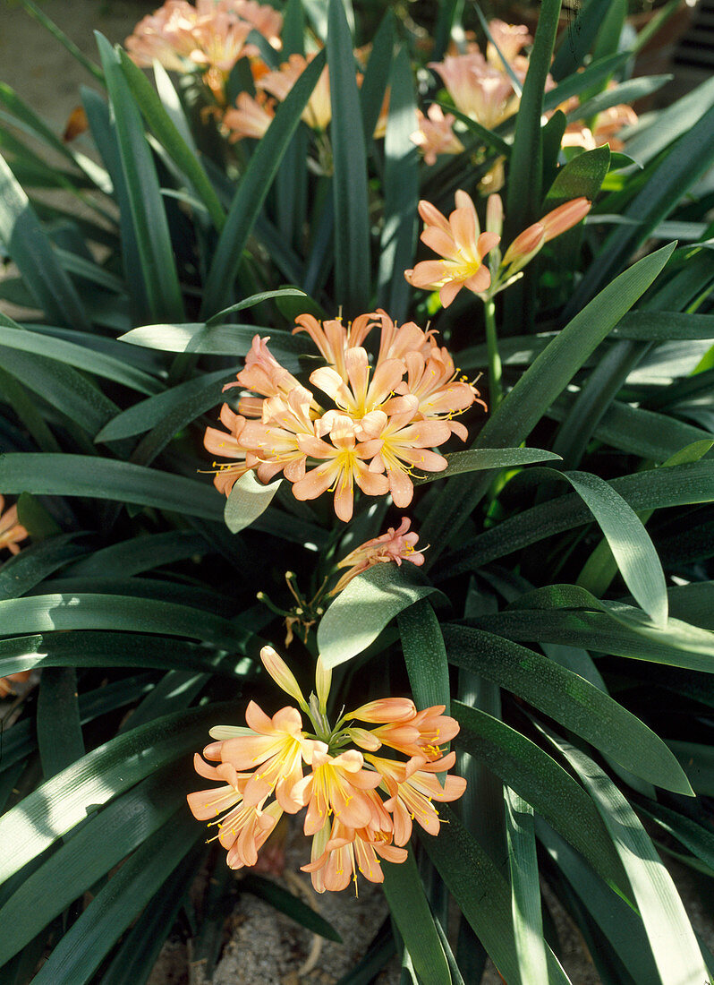 Clivia miniata