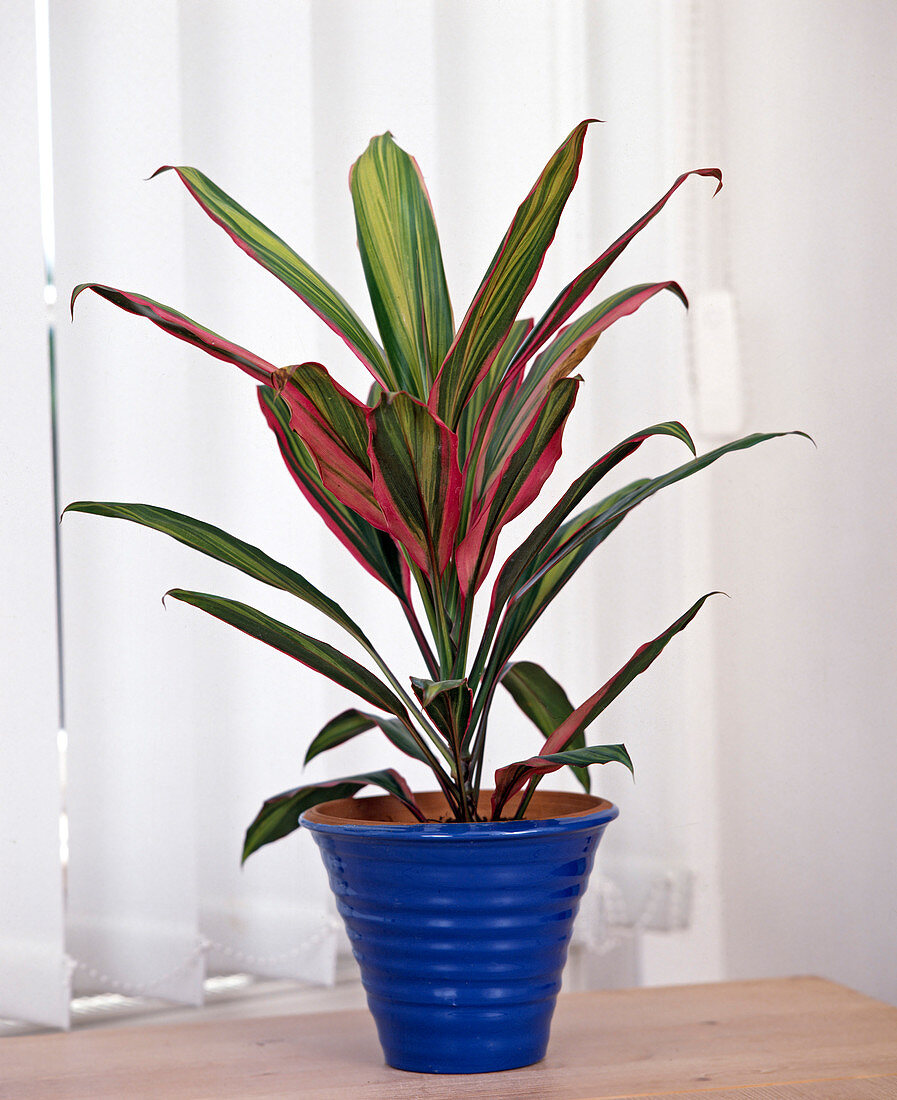 Cordyline fruticosa 'Kiwi'