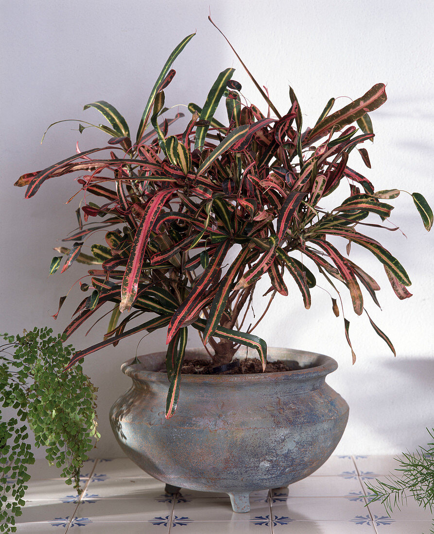 Codiaeum variegatum hybride