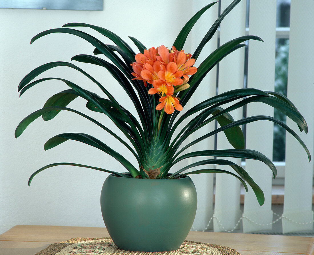 Clivia miniata