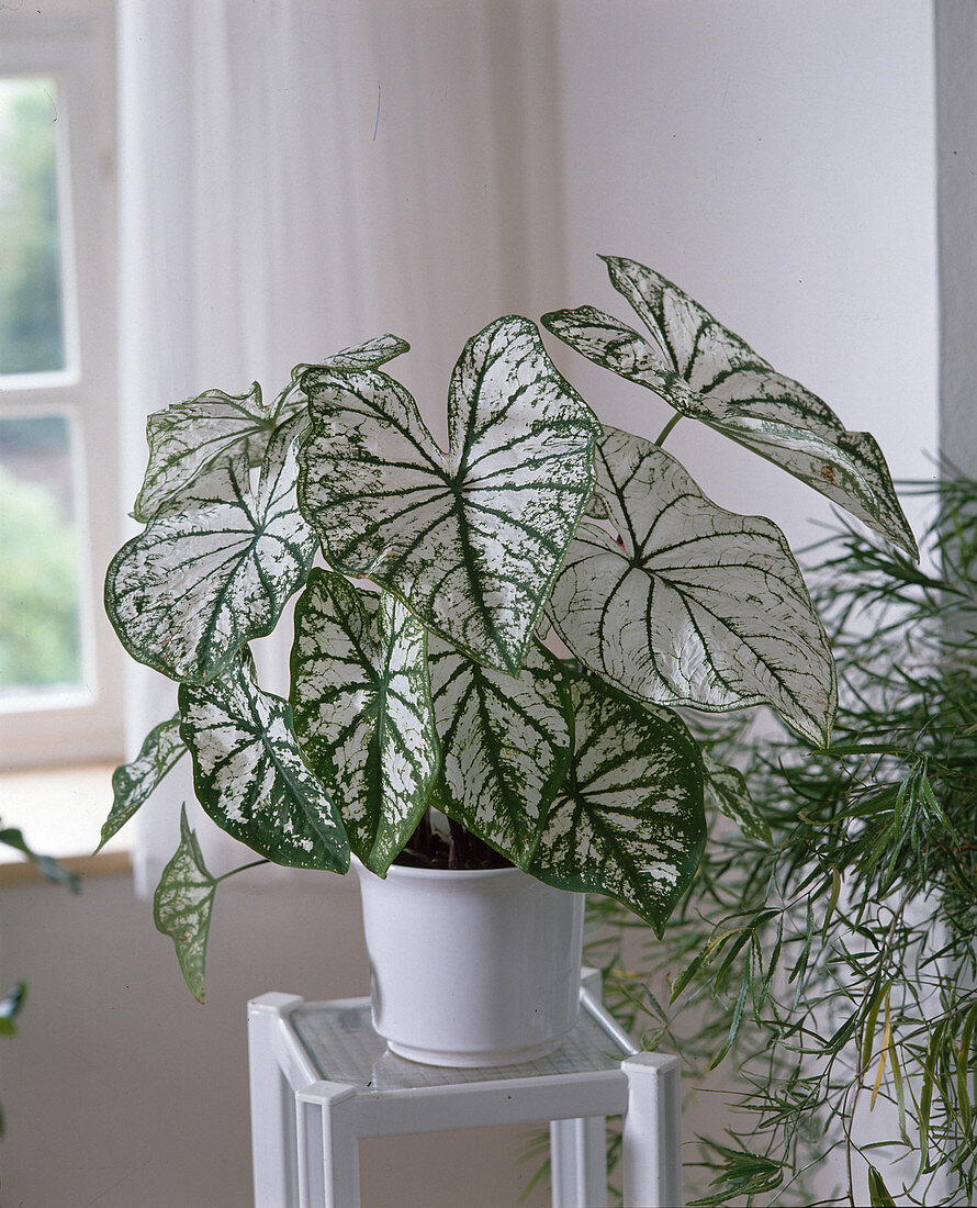 Caladium bicolor 'Candidum' (variegated leaf)