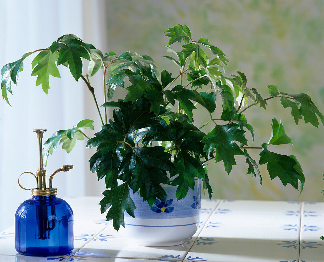 Cissus rhombifolia 'Ellen Danica' (grape ivy)