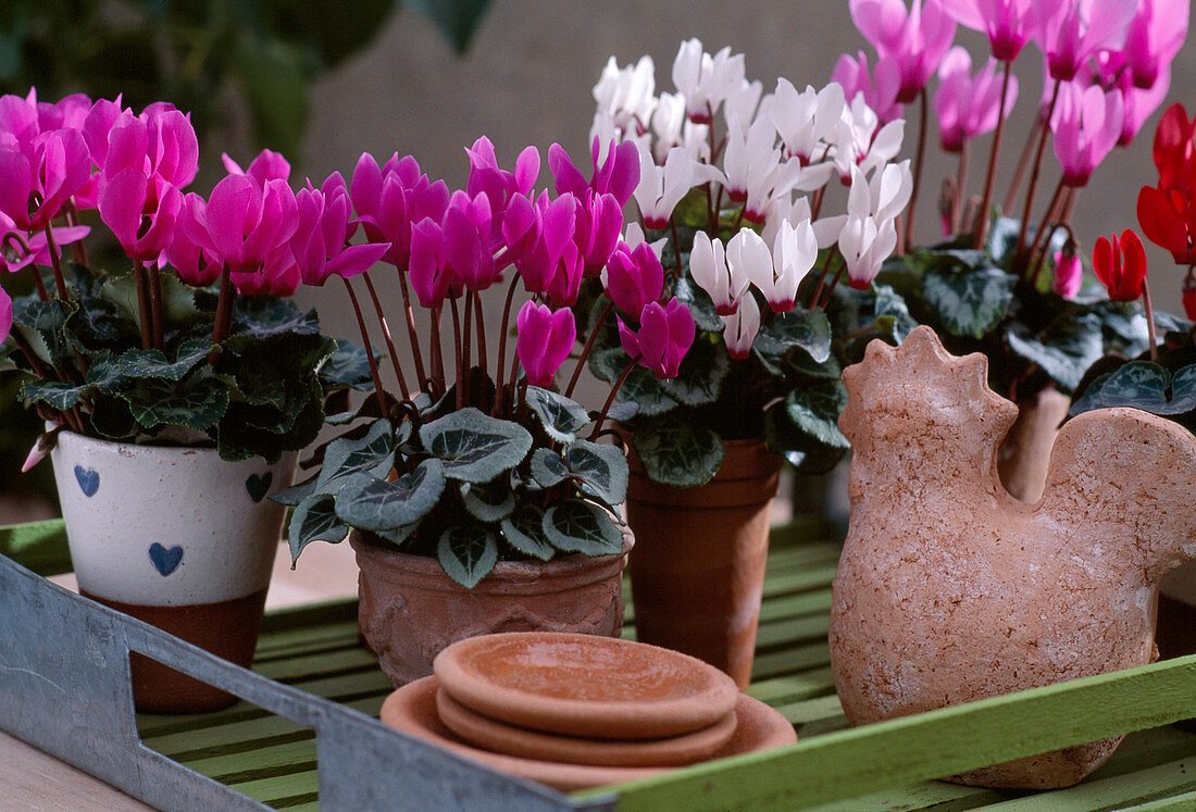 Cyclamen persicum