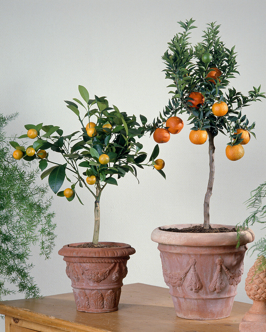 Citrus X mitis (Calamondin orange), Citrus Aurantiaca