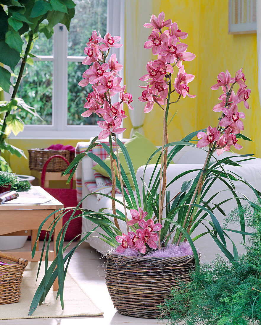 Cymbidium hybrids in a shell, Fatshedera