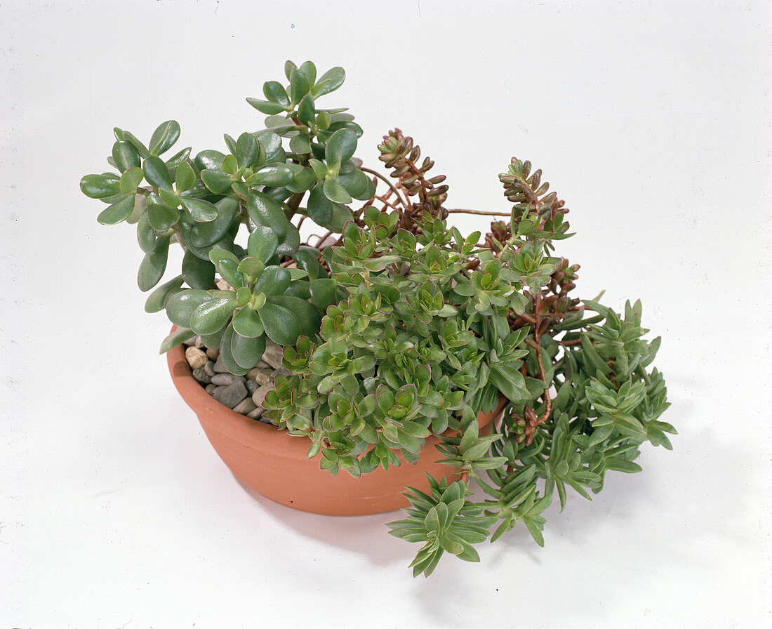 Crassula portulacea